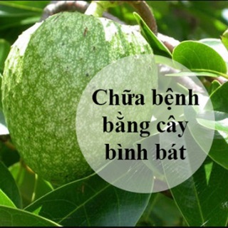 Hạt giống Bình Bát mập mũm mĩm quả chín cây
