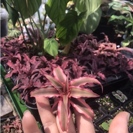 Dứa phụng mini, dứa hồng, dứa Nam Mỹ, cây bán cạn, Bromeliads, Cryptanthus Pink Star, dứa màu