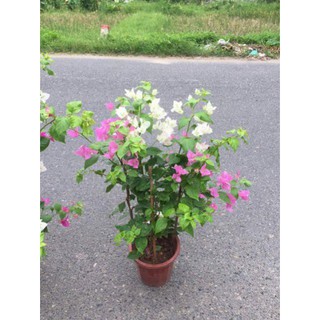 Cây hoa giấy nhiều màu cây như hình