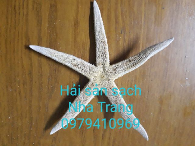 6 con sao biển CHUẨN Y HÌNH