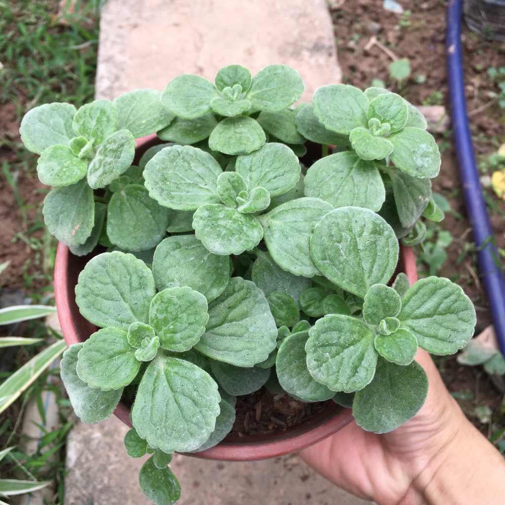 Cây Sen Thơm  Toả Hương Thơm Dễ Chịu