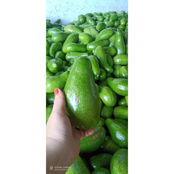 cây giống bơ sáp daklak ( cây to bao khỏe)