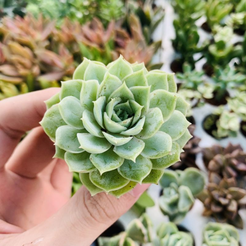 Sen đá ngọc bích size nhỏ 🌈