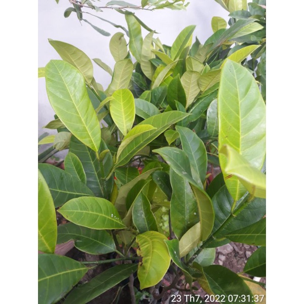 Mít tố nữ siêu trái