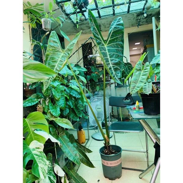 Kiểng lá Alocasia Longiba siêu bự cao hơn 1.5m