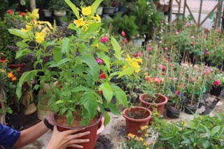 Cây hoa Hoàng Yến