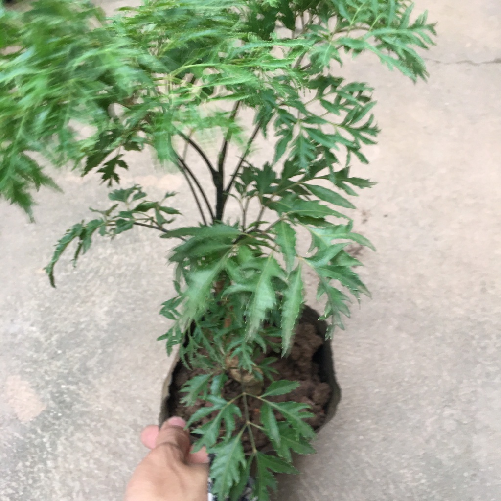 Cây Đinh Lăng Trồng Sẵn Bầu Đen,Tán To,Xum