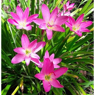 Chậu hoa Huệ Mưa (Tóc Tiên)