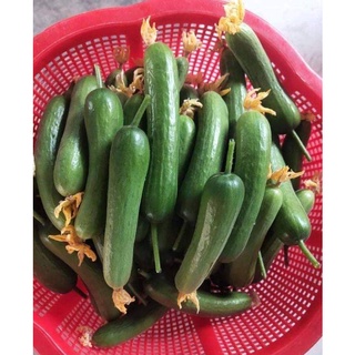 Dưa chuột chùm trơn f1