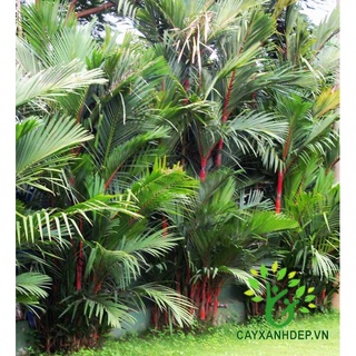 Cây 🌲 Cau đỏ 1m8... bụi to... nhiều cây thân đỏ