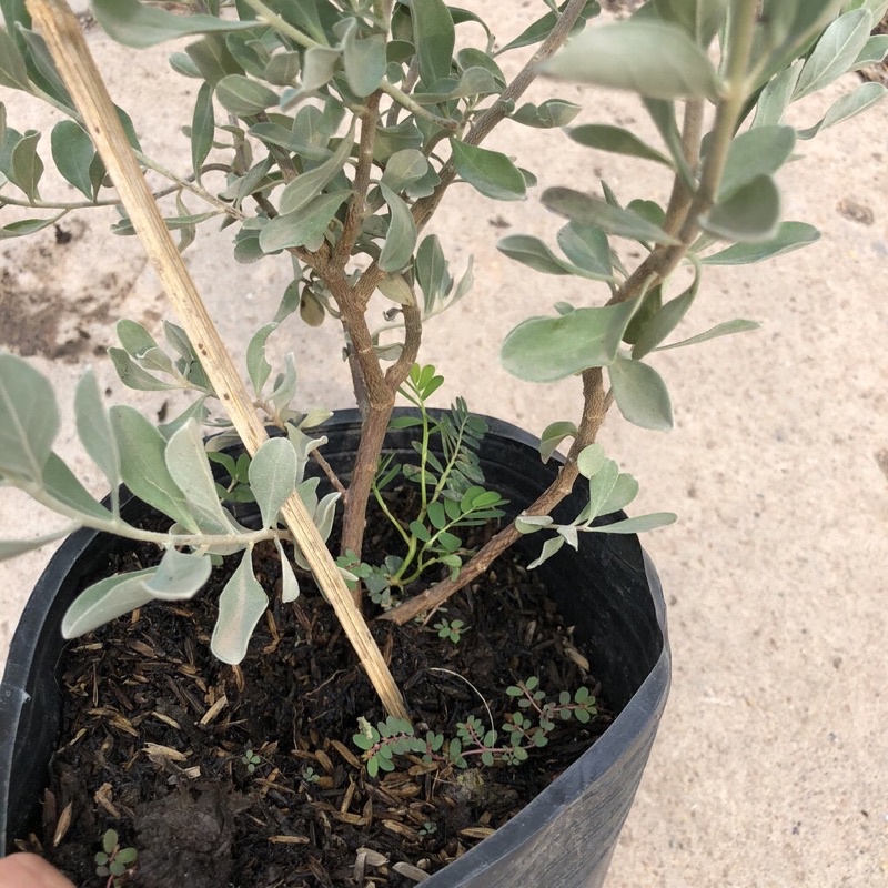 Cây tuyết Sơn phi Hồng