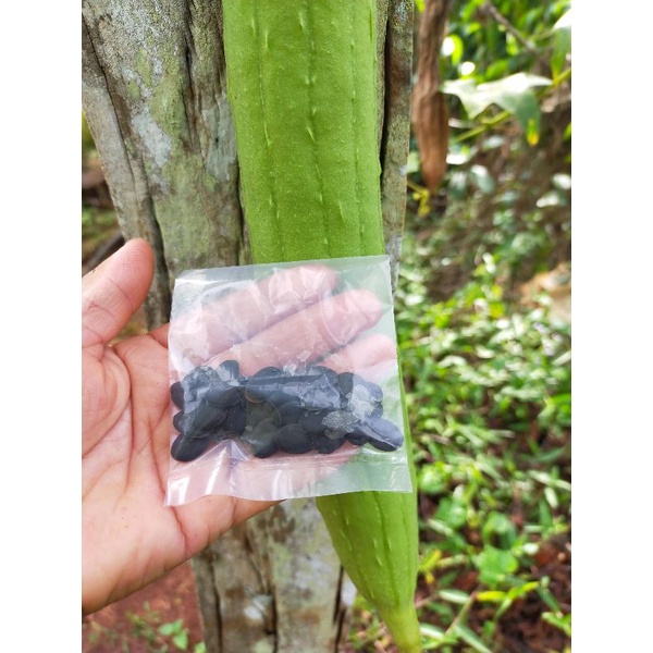 35 hạt giống mướp hương siêu sai quả, rất rất thơm