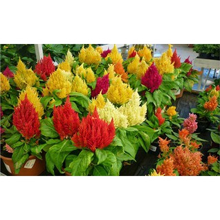 Bộ 1 gói hạt giống hoa mào gà lửa.
