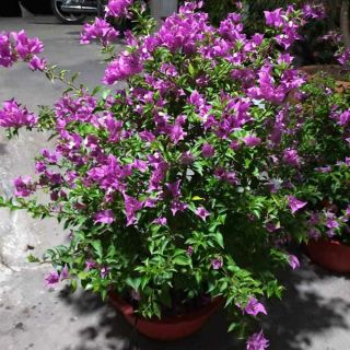 Vạn hoa lầu....sale lớn.