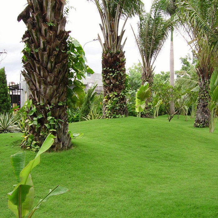 [RẺ VÔ ĐỊCH] 200 Hạt Giống Cỏ Trồng Làm Thảm (Trồng Sân Vườn, sân chơi,sân bóng, sân golf) cực mịn, xanh đẹp