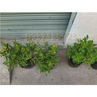CÂY KIM ĐỒNG VÀNG CÂY CAO