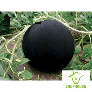 shophouse hạt giống quả dưa hấu đen ruột đỏ 10 hạt  SHOP HOUSE  TẾT KHUYẾN MẠI