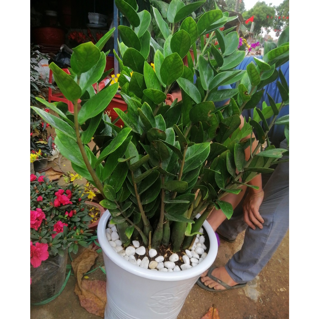 Cây Kim Tiền - Kim Phát Tài