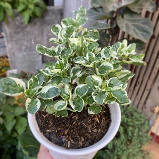 CÂY CẨM THẠCH MINI TẶNG CHẬU SỨ TRẮNG