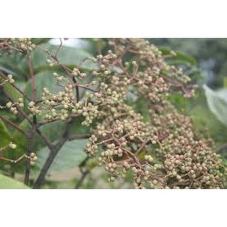 Hạt Mác Khén thơm ngon, vị đậm đà