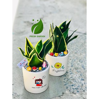 Cây lưỡi hổ thái để bàn kèm chậu vẽ theo yêu cầu (tặng phụ kiện trang trí)
