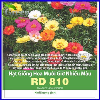 Hạt giống hoa mười giờ mix nhiều màu