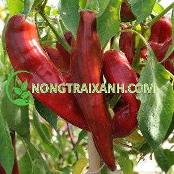 150H - HẠT GIỐNG ỚT SỪNG HÀ LAN