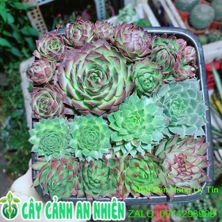 Sen đá phật bà