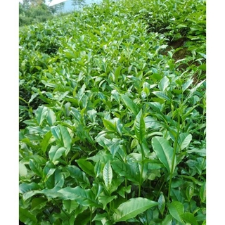 Com bo 7 cây chè xanh giống