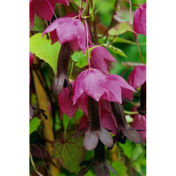 Phân bón vi lượng đất hiếm ANOMIX Mo-Co 100gram