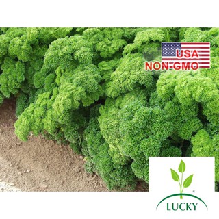 2g Hạt Giống Ngò Tây Parsley Xoăn Moss II (B3.105 | C25)  THANHHUONG