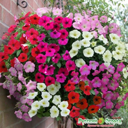 Hạt giống hoa dạ yến thảo mix (400 hạt, tặng phân)