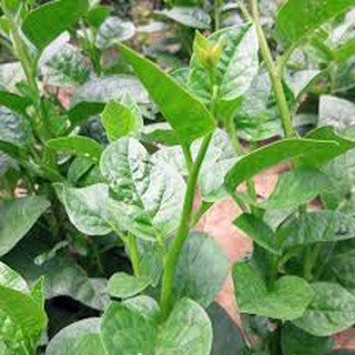 20gr hạt giống rau mồng tơi