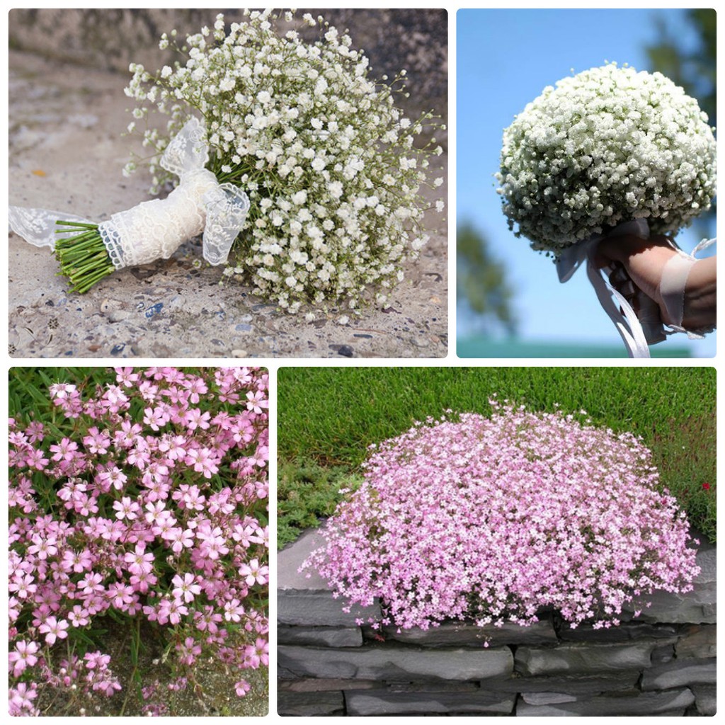 Hạt giống Hoa baby