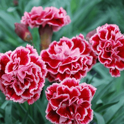 Hạt Giống Hoa Cẩm Chướng F1 Loại Siêu Dễ Trồng dễ chăm sóc kháng sâu bệnh [ Gói 50gram,100gram,200gram]