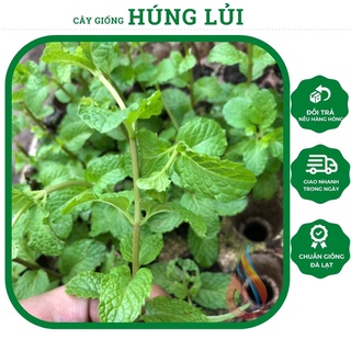 Cây rau giống Húng Lủi, Húng Nủi, Húng Chũi cây gia vị không thể thiếu trong bữa ăn
