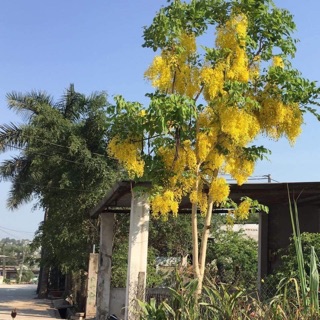 Cây muống hoàng yến