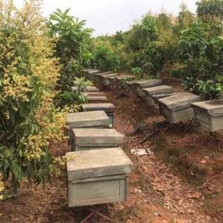 Mật ong nguyên chất 100%