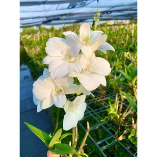 Hoa Lan Denro màu trắng hồng cây đang nụ