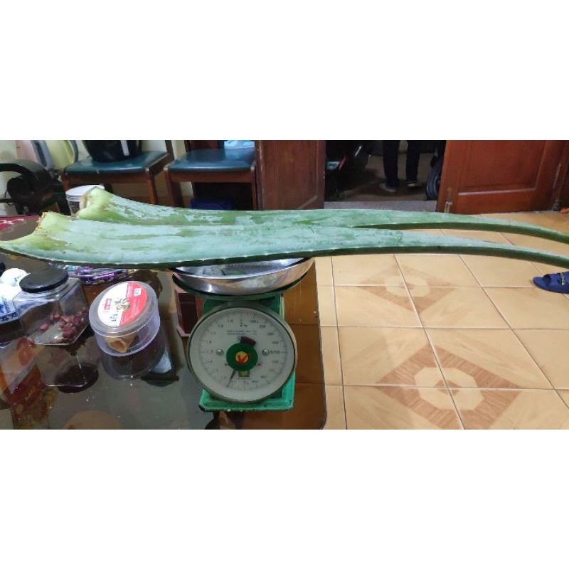 Lá lô hội  thành phẩm