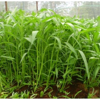 Gói 50g hạt giống rau muống lá tre