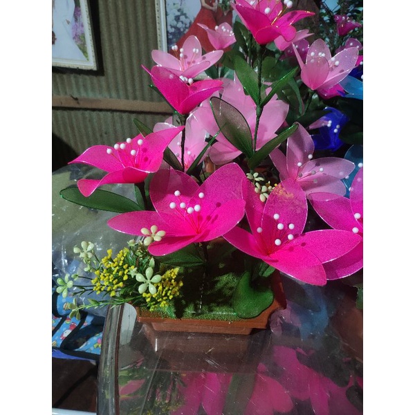 Chậu hoa vải voan thanh lí