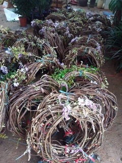 Hoa tử đằng