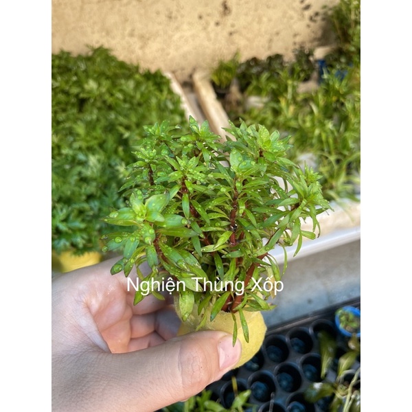 Cây Thuỷ Sinh HỒNG THÁI DƯƠNG Lá cạn 20k/12ngọn - Cây Thủy sinh cắt cắm