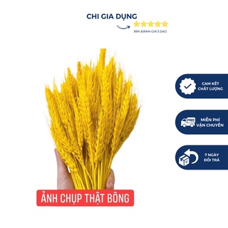 Bông hoa lúa mạch khô 100 bông 1 bó