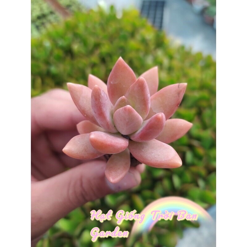 SEN ĐÁ ĐÁ ĐỎ SIZE MINI 3-5cm - XUẤT VƯỜN ĐÀ LẠT 😍 ĐÃ THUẦN KHÍ HẬU 🤑 SỐ LƯỢNG CÓ HẠN 🤫