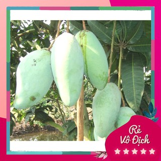 Cây xoài thái, cây xoài giống, xoài thái xanh - caygiong-f1