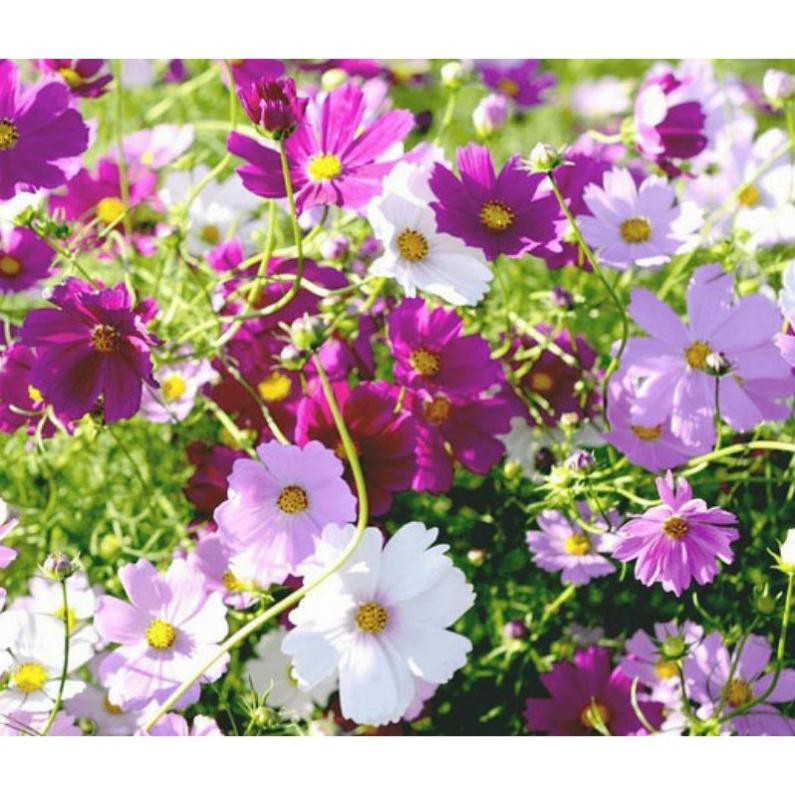 100 Hạt Giống Hoa Sao Nháy Nhiều Màu Đóng Túi Zip Bạc Nảy Mầm Trên 95%