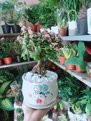 Chậu Cây Cành Vàng Lá Ngọc