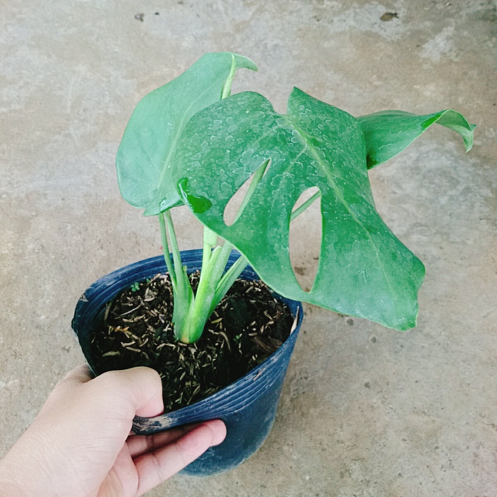 Trầu Bà Lá Xẻ - trầu bà nam mỹ - caykiengsadec
